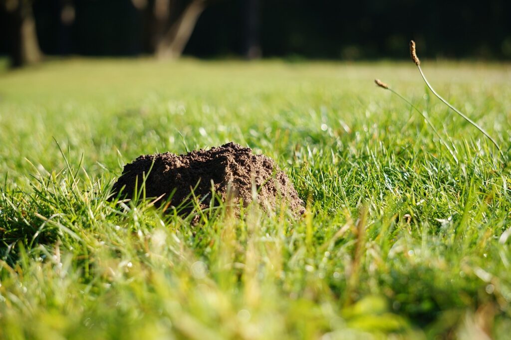 Wiese mit Maulwurfshügel