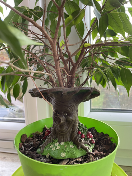 Ficus aus Efteling