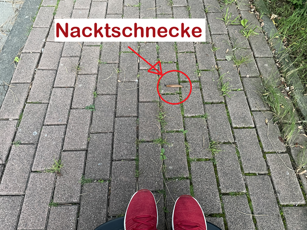 Schnecken als Hindernisse auf dem Bürgersteig
